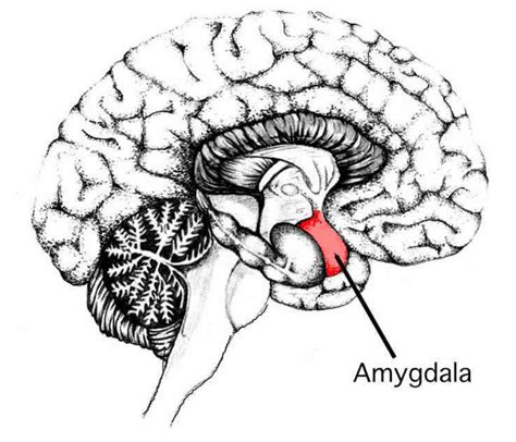 Pain, Emotions, & the Amygdala - 1step2life