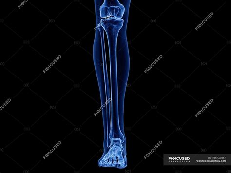 Lower leg bones in x-ray computer illustration of human body. — black ...