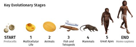 Visualized: The 4 Billion Year Path of Human Evolution