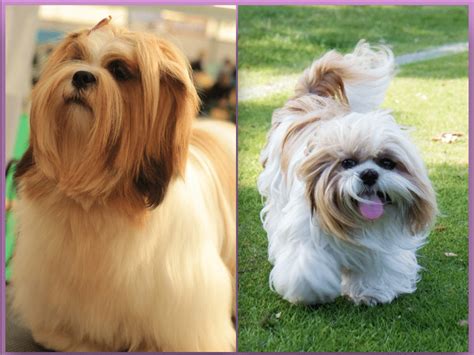 Lhasa Apso vs. Shih Tzu: What's the Difference? | The Dog People by ...