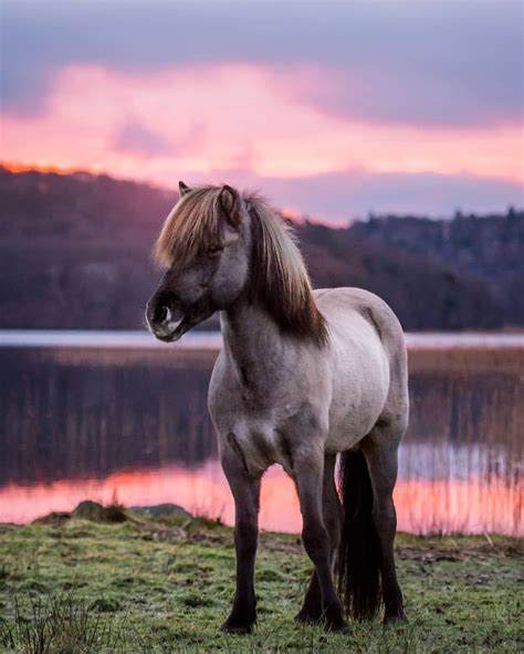 Pretty horse on lake under pink sunset, so beautiful. | Islandshäst ...