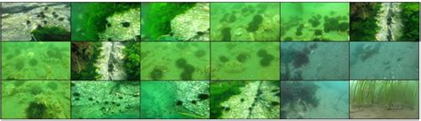 The collection-of-underwater-object-detection-dataset from mousecpn - GithubHelp