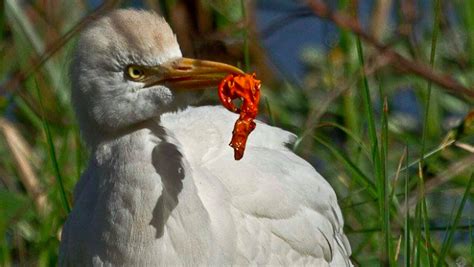 Balloon Releases Trash The Earth And Kill Wildlife | Balloon release, Balloons, Save animals