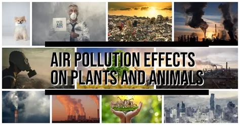 Impact of air pollution on plants and animals | Essay in English | Natural Energy Hub