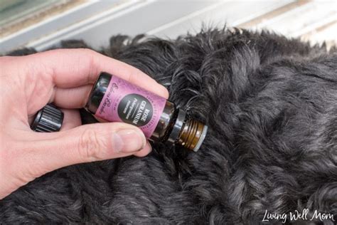 The Simple All-Natural Tick Repellent for Dogs {with Video!}