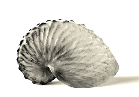 Paper Nautilus Shell Photograph by Meir Ezrachi - Fine Art America