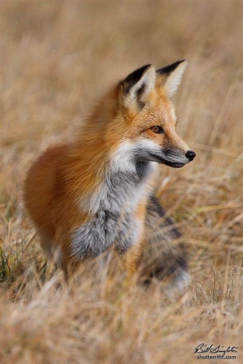 Autumn Fox by Bill Singleton / 500px | Fox, Fox pictures, Animals wild