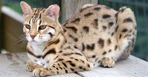 What's the real cost of a hybrid cat like a Bengal or Savannah?