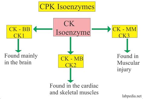 Creatine kinase (CK), Creatine phosphokinase (CPK) – Labpedia.net