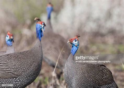 371 Guinea Fowl Colors Stock Photos, High-Res Pictures, and Images ...