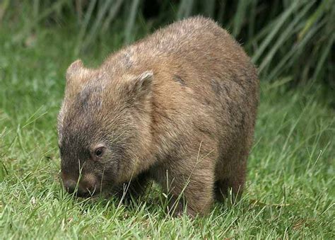 Yet another species going extinct: Wombats in Australia starving to death -- Earth Changes ...