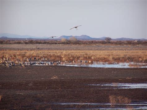 Sandhill Cranes - Whitewater Draw - Southeast, AZ