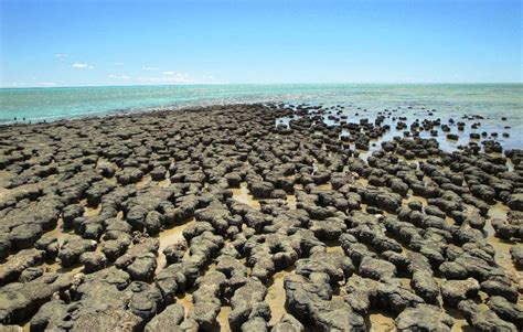 The Stromatolites Of Shark Bay