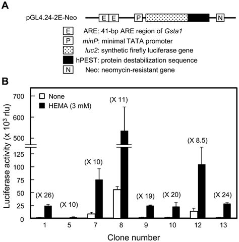 Establishment of stable clones of the HepG2 cell line transfected with ...