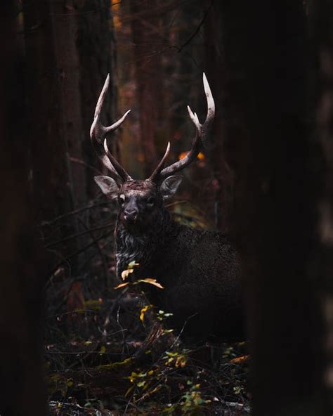 Photograph of a Buck with Antlers · Free Stock Photo