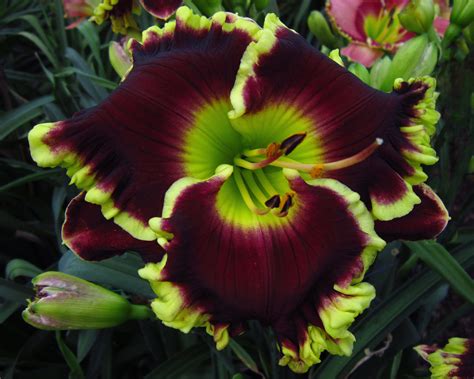 Photo of the bloom of Daylily (Hemerocallis 'Irish Royalty') posted by ...