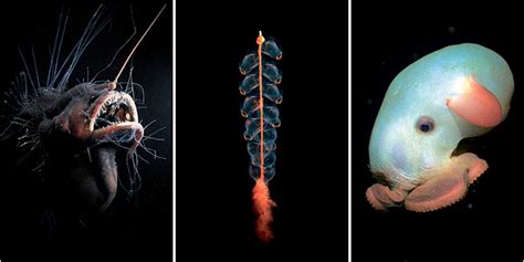 Review: The Deep: The Extraordinary Creatures of the Abyss by Claire Nouvian - New Species From ...