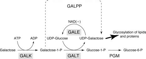 The fundamental importance of human galactose metabolism: lessons from genetics and biochemistry ...