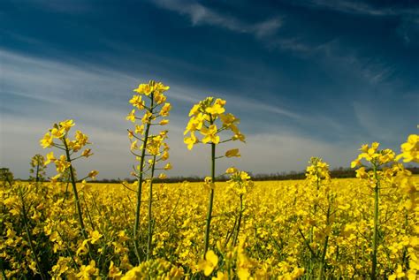 Canola Field Pictures | Download Free Images on Unsplash