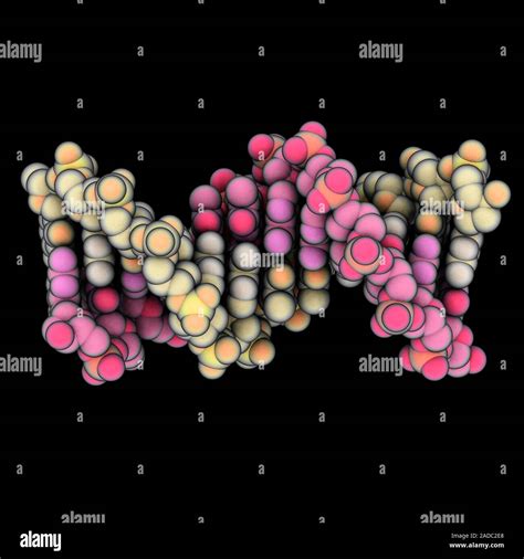 B-DNA (B-deoxyribonucleic acid) molecule. Computer model showing the ...