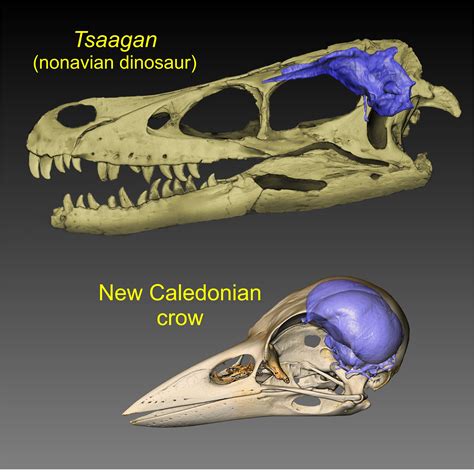 Researchers traces the history of brain evolution from tyrannosaurs to modern crows