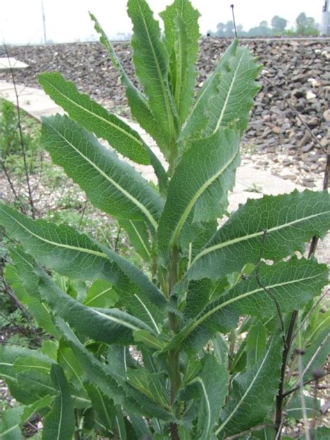 Lactuca virosa, Wild Lettuce, Lactuca, -Western-