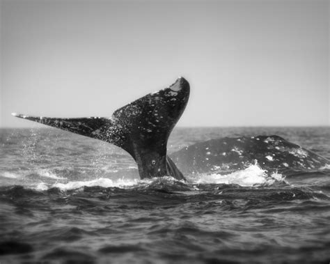 Gray Whale, tail and head | Whale, Animal planet, Gray whale