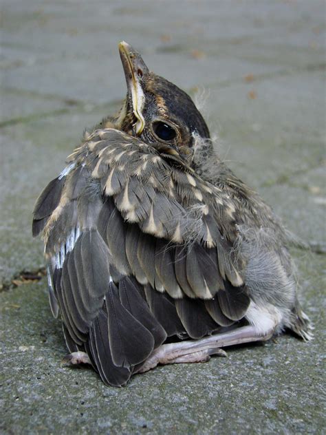 Robin Fledgling | Fledgling American robin, Turdus migratori… | Flickr