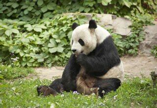 Beijing Zoo: Where to See Pandas in Beijing?