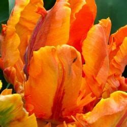 Orange Parrot Tulips - Florabundance Wholesale Flowers