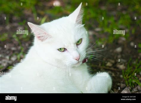 A beautiful pure white pet cat with piercing green eyes Stock Photo - Alamy