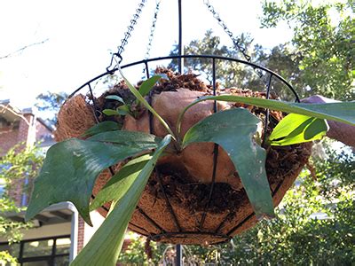 DIY Staghorn Fern Mounting - Gardening Solutions - University of Florida, Institute of Food and ...