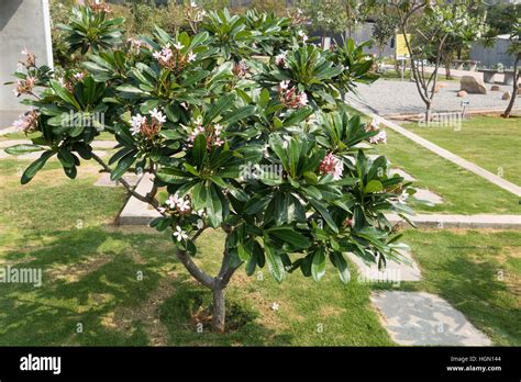 Temple Tree plant Stock Photo - Alamy