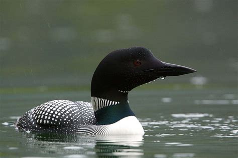 Loon Symbolism - Spirit Animal Totems