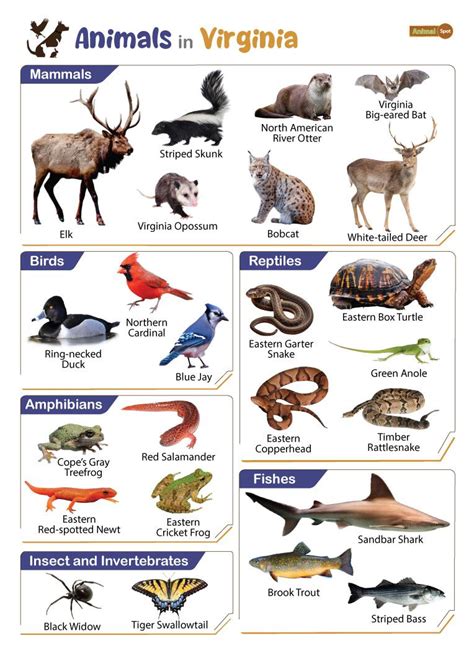 List of Animals That Live in Virginia (With Pictures)