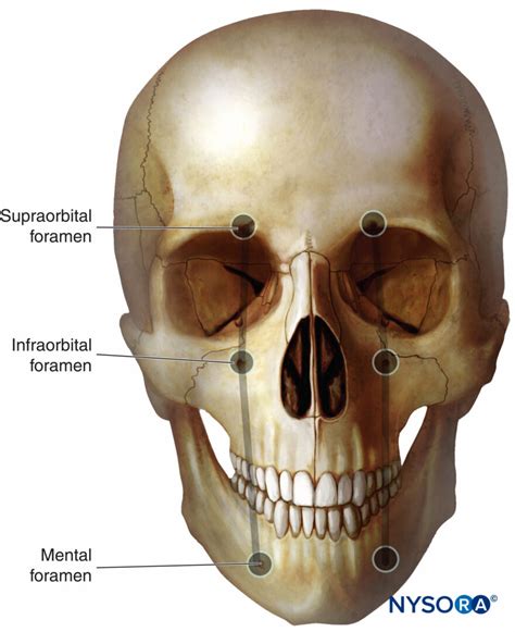 regional-anesthesia-erminal-sensory-branches-of-the-trigeminal-nerve ...