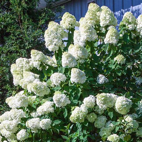 Limelight Hydrangea | Flowering Shrubs from Gurney's