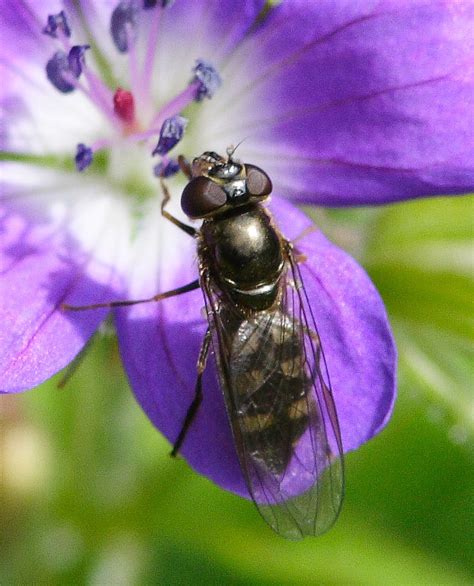 Diptera.info - Discussion Forum: Syrphidae