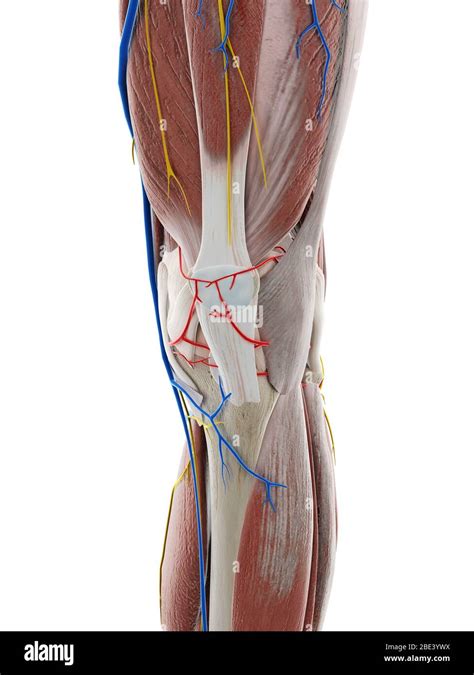 Anatomy of the knee, illustration Stock Photo - Alamy