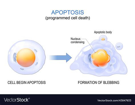 Apoptosis programmed cell death Royalty Free Vector Image