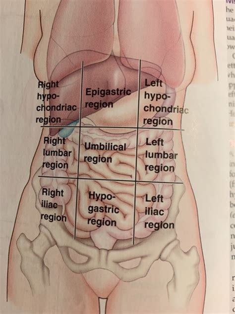 Solved Name what organs, (or part of the organ) found in | Chegg.com