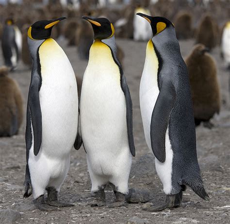 King Penguin Archives - Animal Facts For Kids | Wild Facts