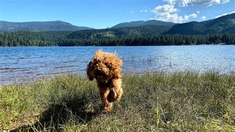 The five most scenic dog-friendly walks in the Lake District | Paws & Stay