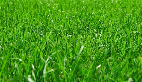 Green Lush Grass stock image. Image of lawn, bright, back - 6222063