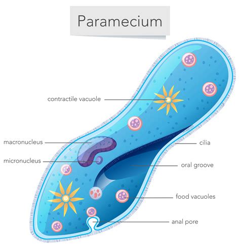 [DIAGRAM] Labeled Paramecium Diagram FULL Version HD Quality Paramecium ...