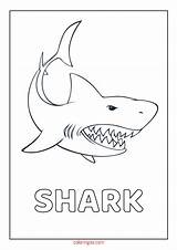 Shark Week Coloring Pages sketch template