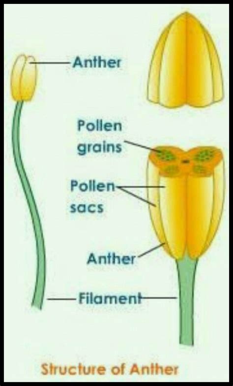 Structure Of Stamen Stock Illustration Image 44453640 | Images and Photos finder