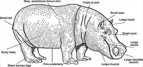 Hippopotamus Anatomy - Key Features Of A Hippos Anatomy