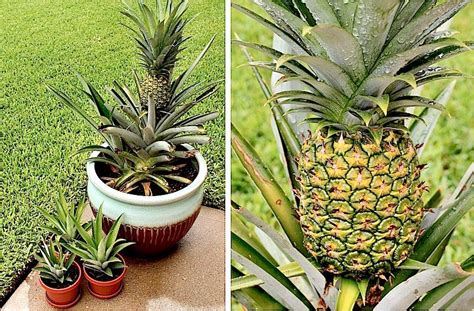 How To Grow A Pineapple In A Pot - The Plant Guide | Container ...