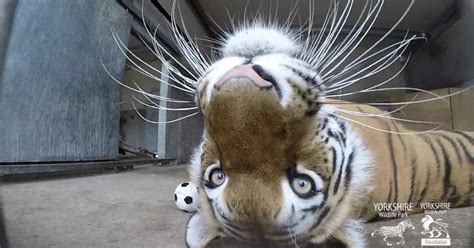 See Adorable Tiger Cubs Grow Over a Year's Time